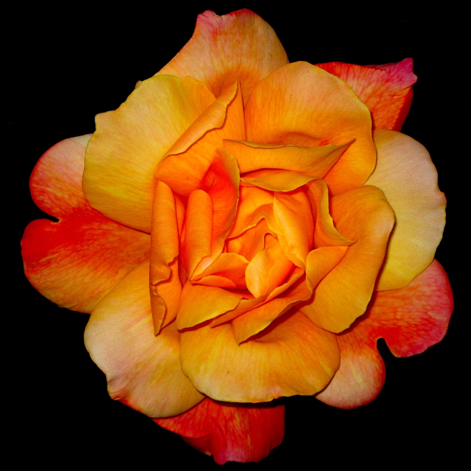 Noble tender beautiful