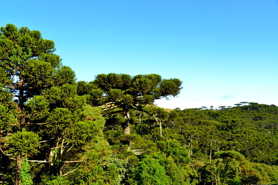 RenatoSoares MirantedosPinheiros ou das Araucarias SaoJoaquim SC (4)