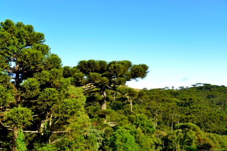 RenatoSoares MirantedosPinheiros ou das Araucarias SaoJoaquim SC (4) photo