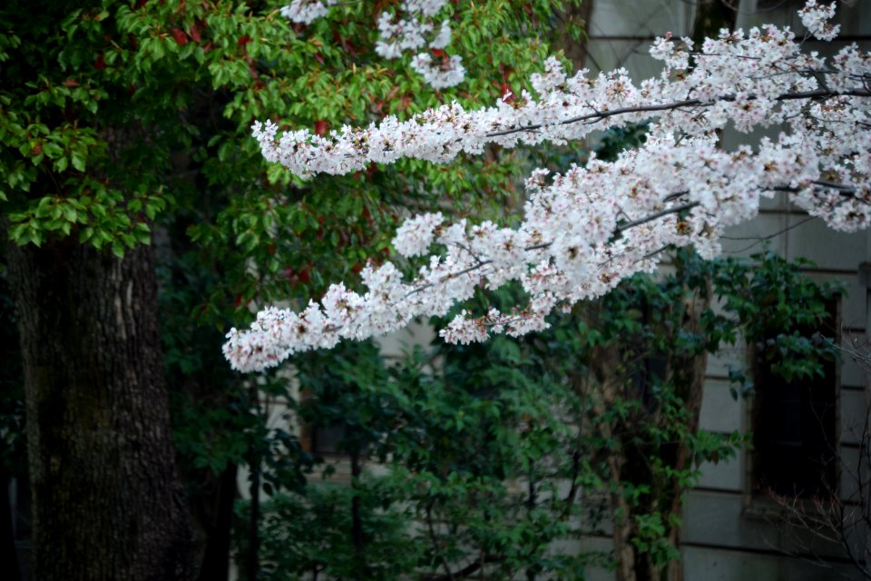 Cherryblossom