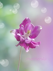 Columbine plant close up photo