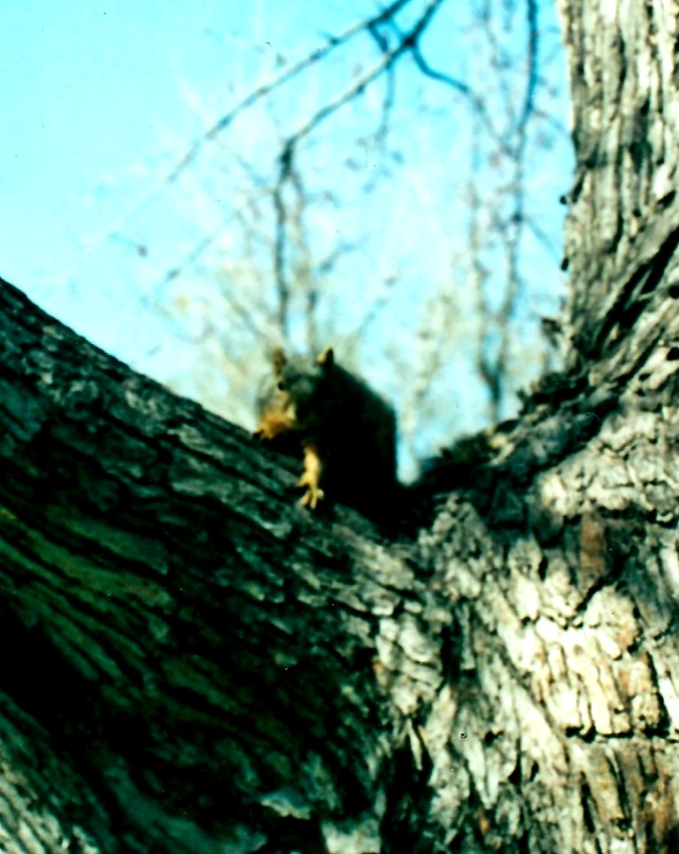 Red Squirrel , Devon , UK