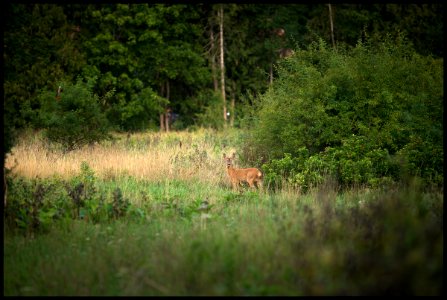 European roe deer photo