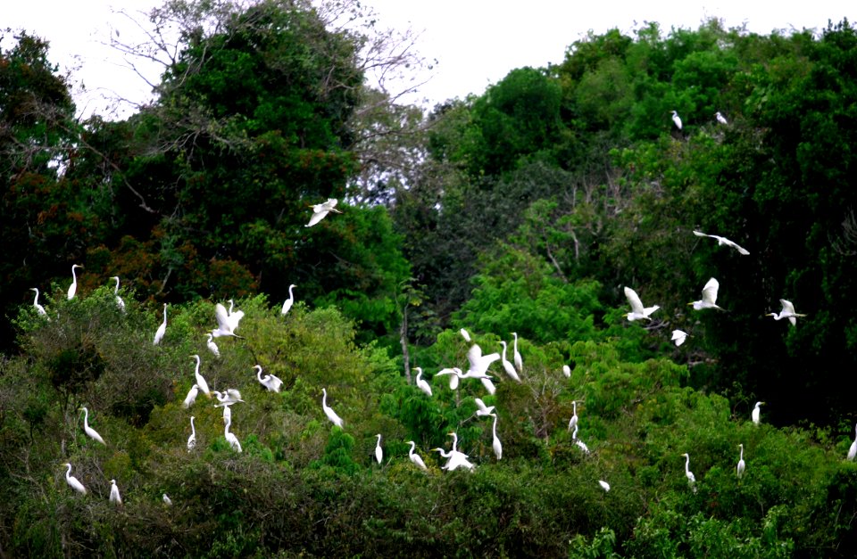 MarioOliveira Reserva Mamirauá Tefe AM