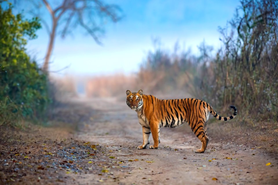 Tiger
