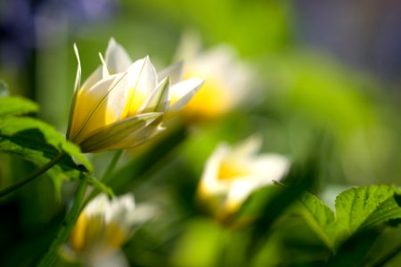 Waterlily Tulip photo