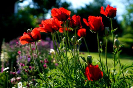 Iranian poppy photo