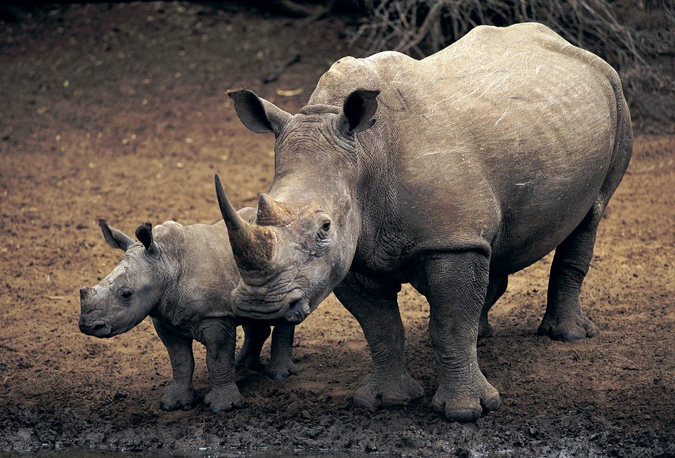 White rhinoceros with her Baby