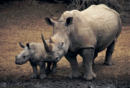 White rhinoceros with her Baby photo