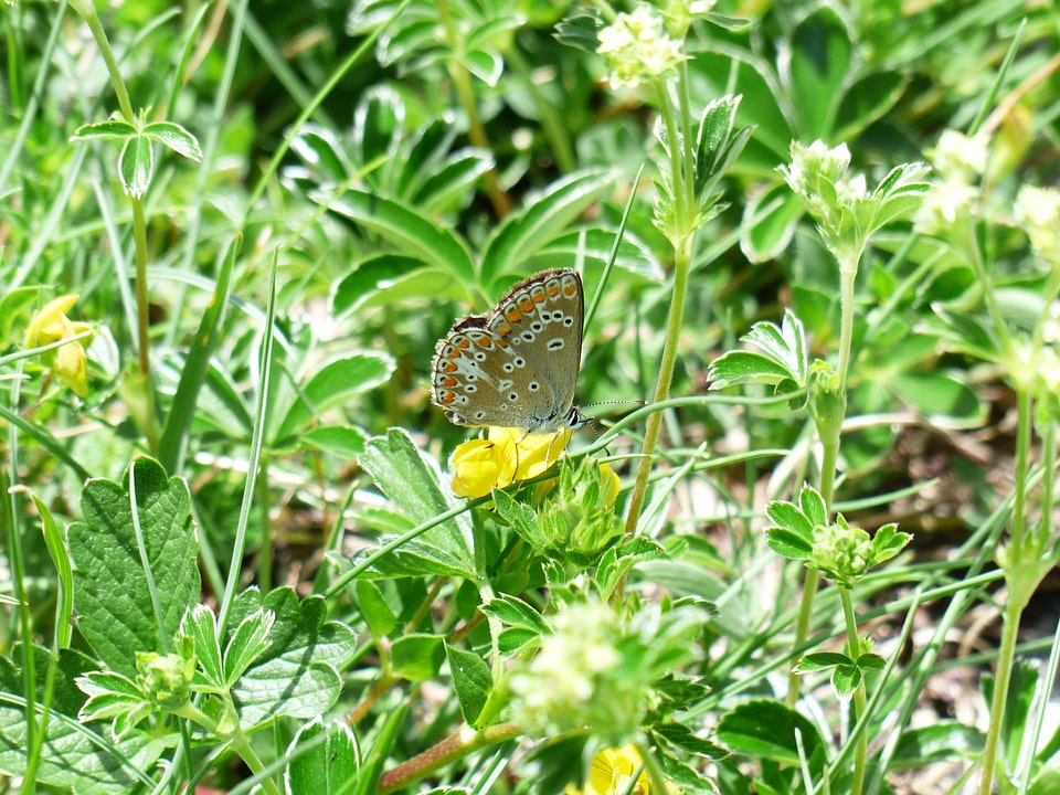Butterflies common blue lycaenidae