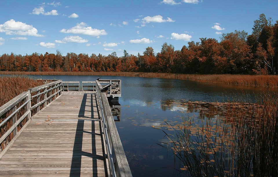 Dock forest trees