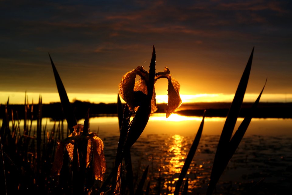 Wild Yellow Iris II