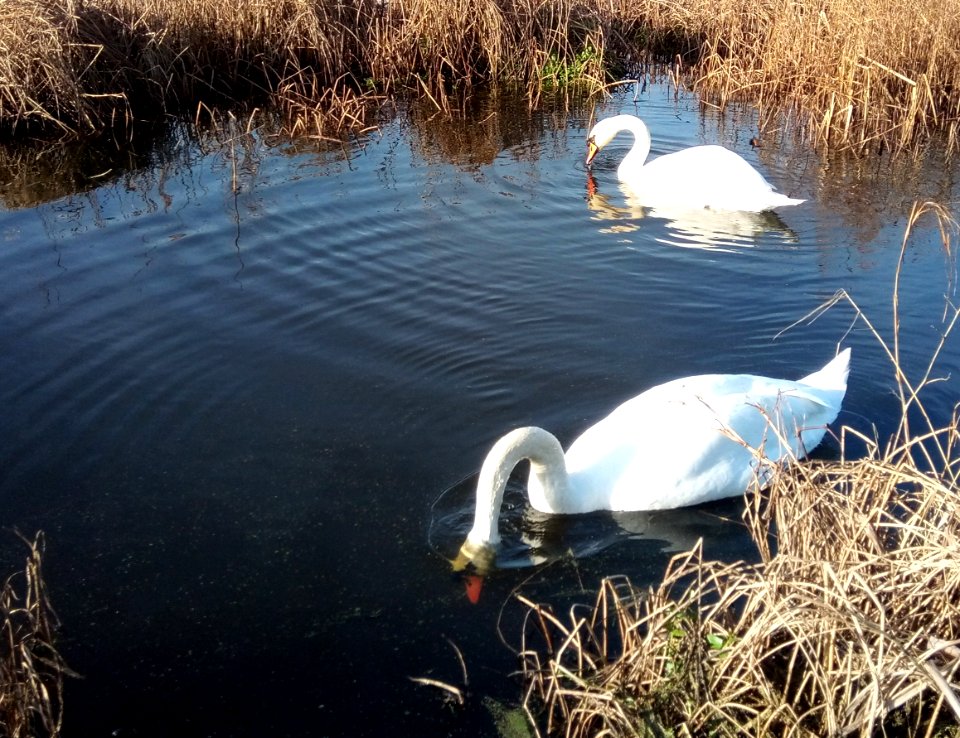 IMG 20200118 112938  Swans , Braunton Burrows , Velator Quay , Braunton, North Devon