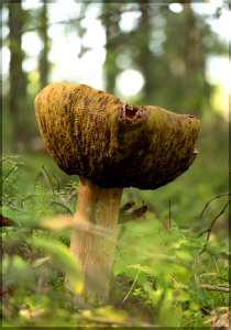 gigantic Boletus Edulis