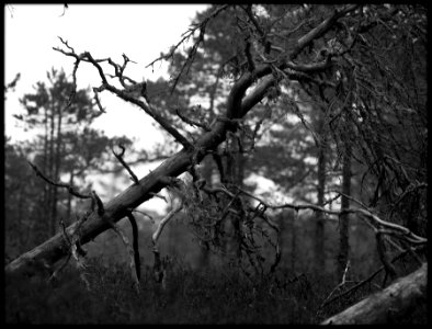 A Dead Pine II photo