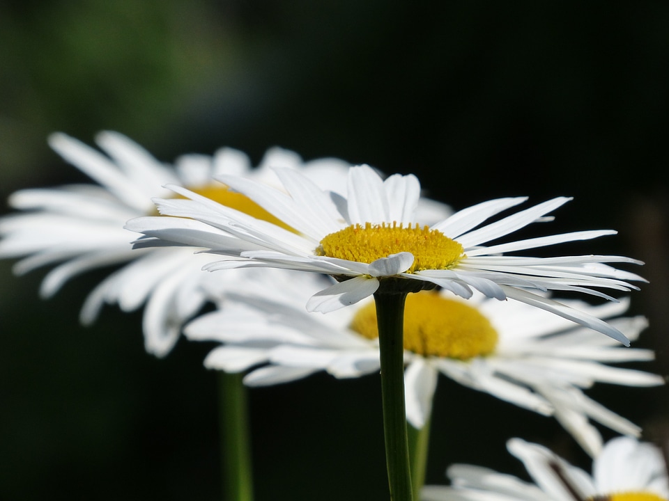 Leucanthemum vulgare flower bloom