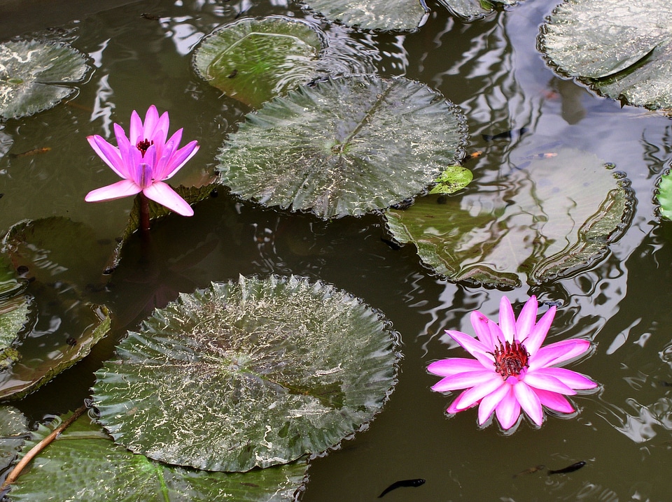 Round nature plant