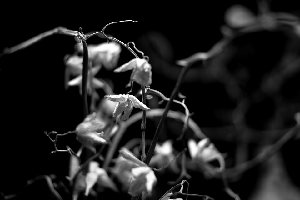 Phalaenopsis orchid (death)