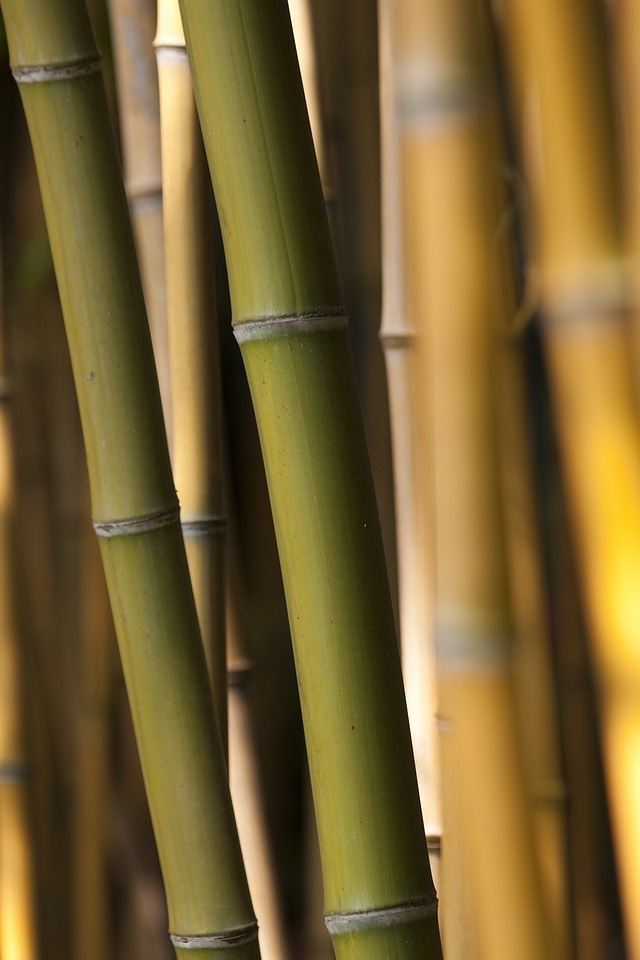 Olive background bamboo rods