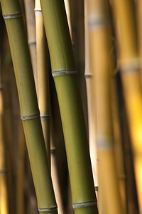 Olive background bamboo rods photo
