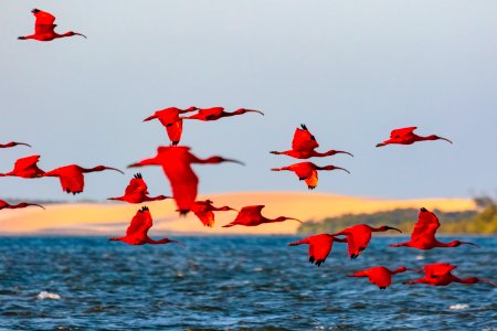ChicoRasta RevoadaDosGuaras DeltaDoParnaiba Parnaiba PI