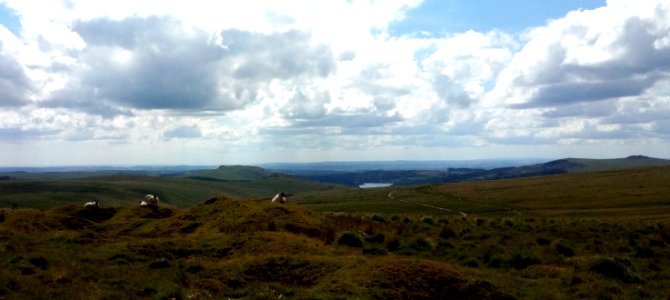 IMG 20200719 151650 Sheep - Burrator Reservoir - Dartmoor National Park , Devon, UK photo