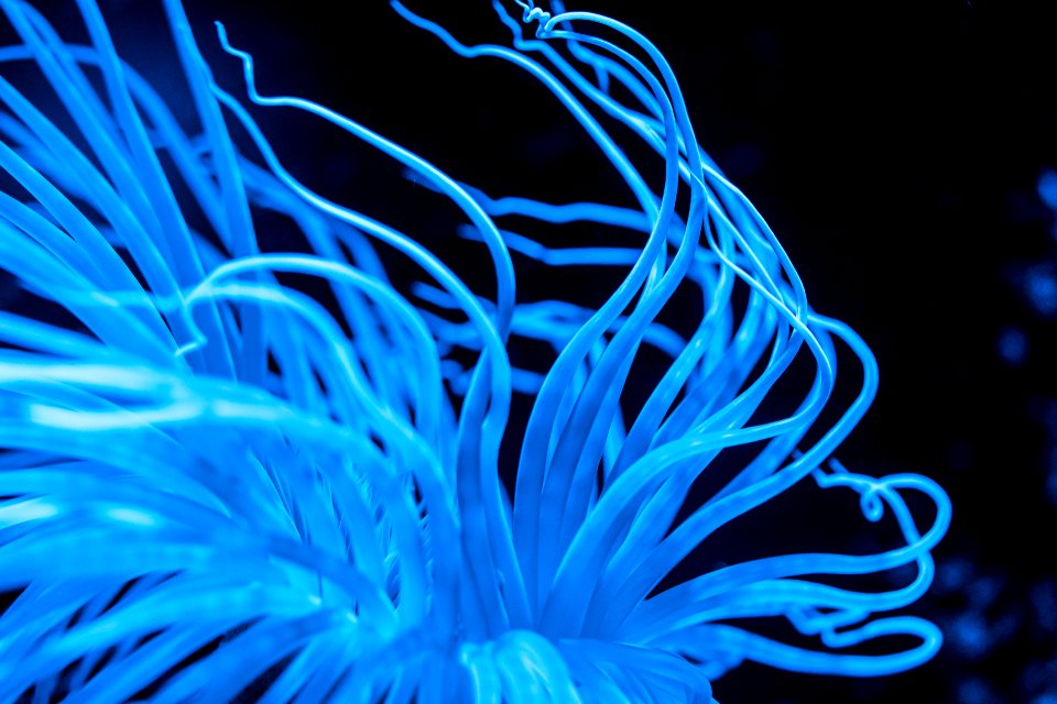 something that lives in the sea