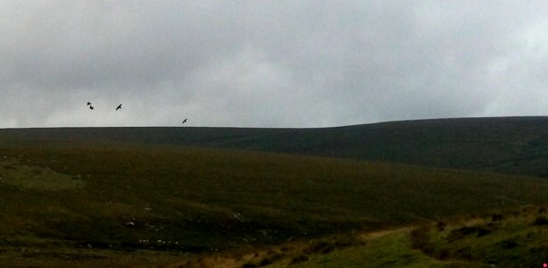 0200816 083525 Flying lessons for Raven chicks , Ravens , Evil Combe, Sheepstor, Dartmoor National Park , Devon , UK photo