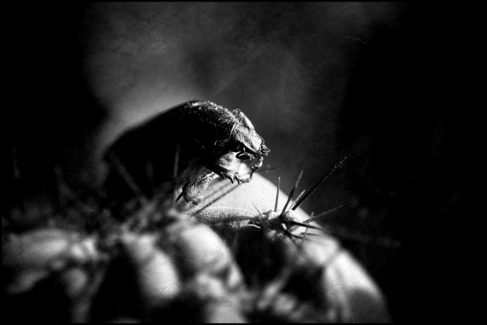 Green Rose Chafer II