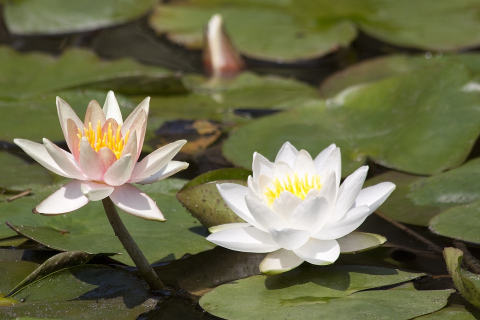 Aquatic plants petals white