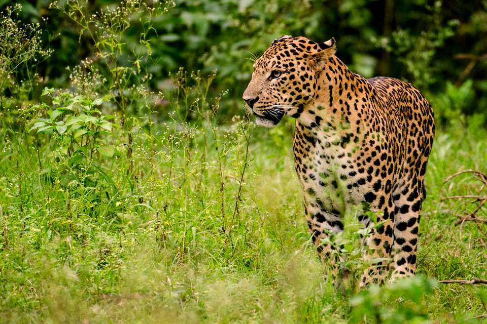 Leopard Male at Nagarhole National park , India