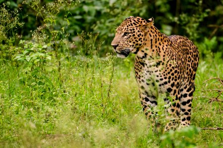 Leopard Male at Nagarhole National park , India photo