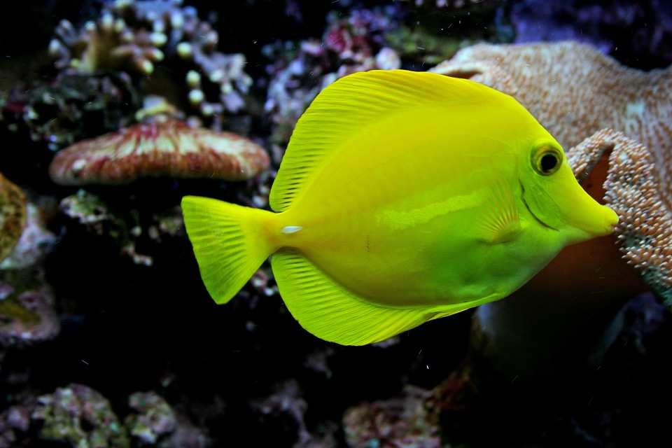 Popular aquarium reef photo