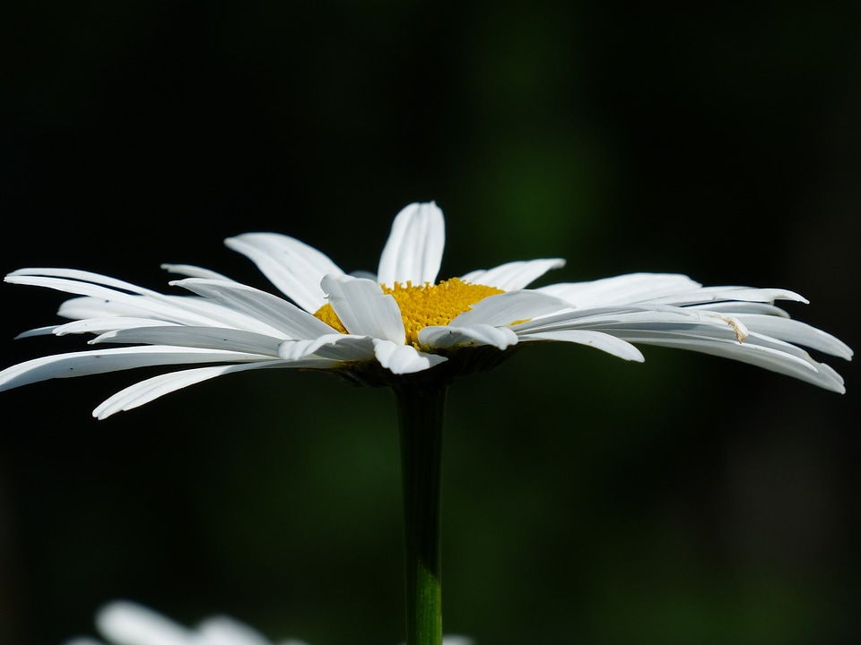 Leucanthemum vulgare flower bloom
