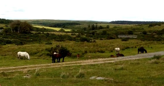 IMG 20200714 150547 Dartmoor Ponies