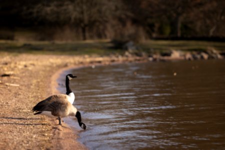 Canada goose photo