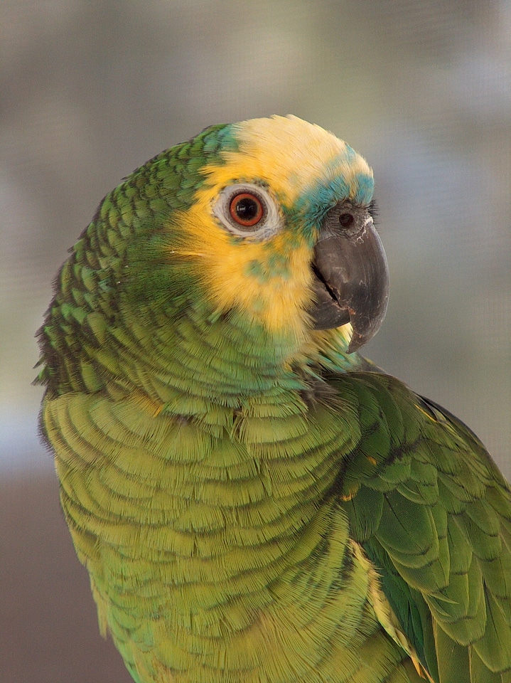 Tropical colorful perching