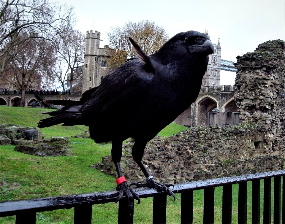 Raven - Tower of London - Tower Bridge - London - UK