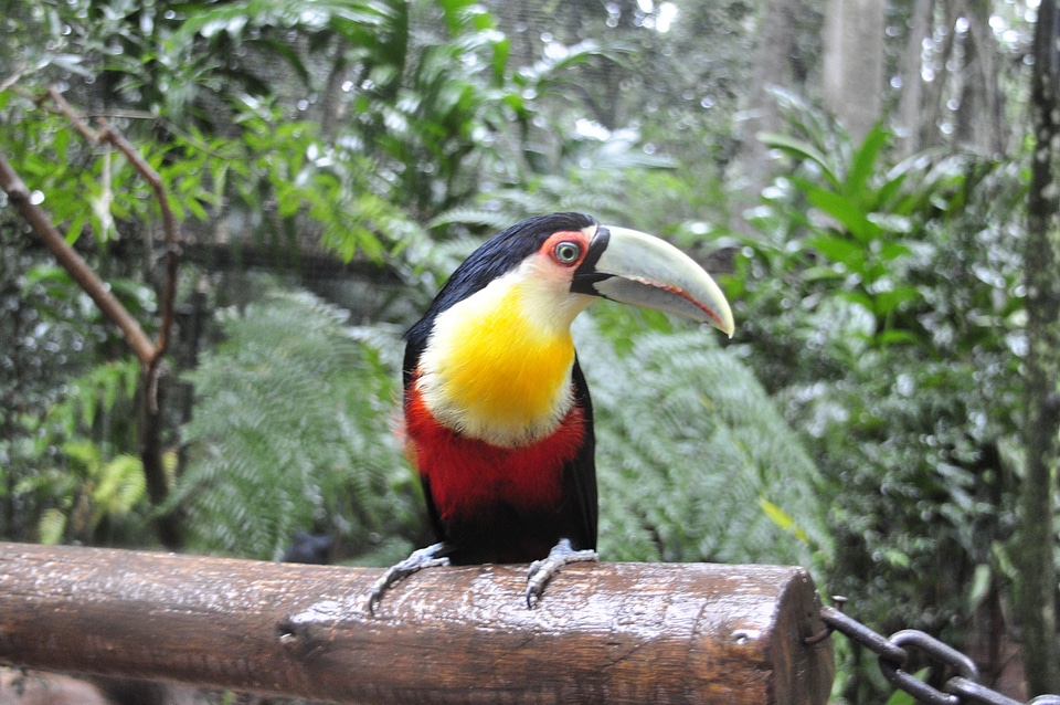 Brazil bird nature photo