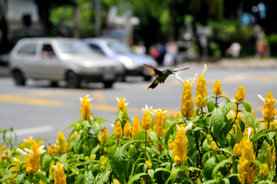PedroVilela Praça da Savassi Belo Horizonte MG