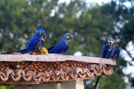 flavioandre Fauna Arara Azul Corumba MS