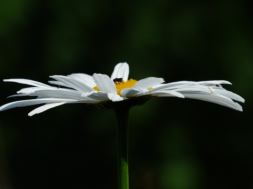 Leucanthemum vulgare flower bloom