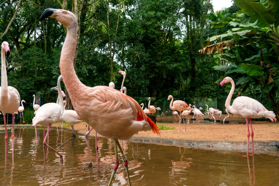 Zig Koch Parque das Aves Foz do Iguacu PR