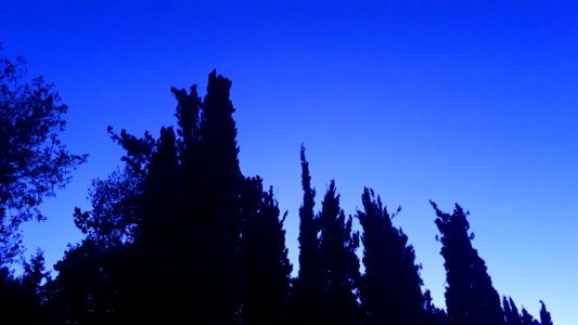 Mysterious Sky - Trees and Sky in Sunset