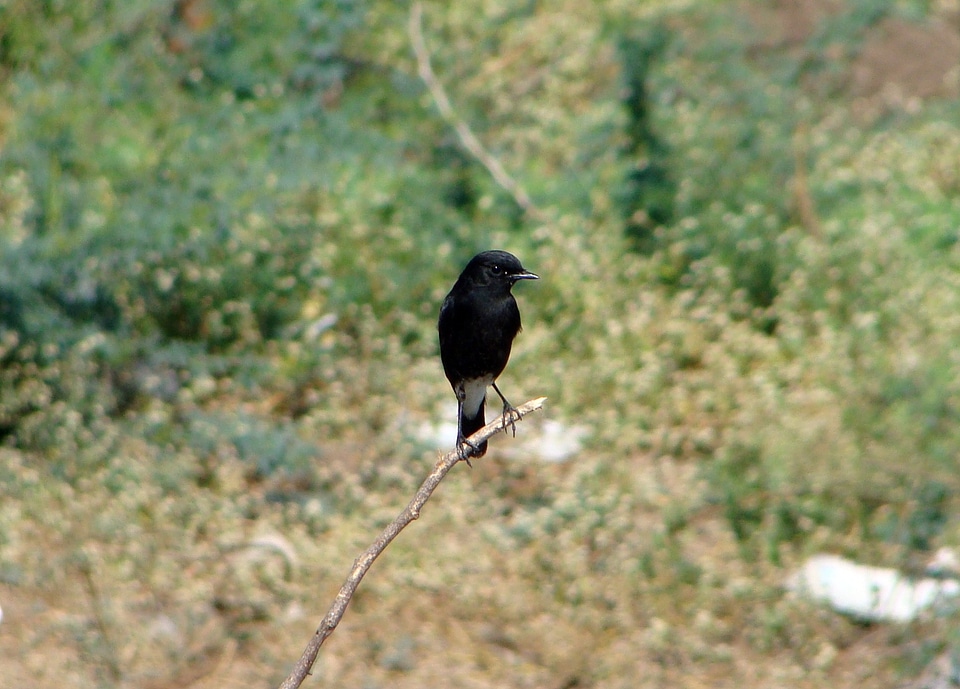 Animal perched sitting