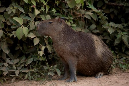 Flavio Andre Capivara Rio Pixaim Pocone MT