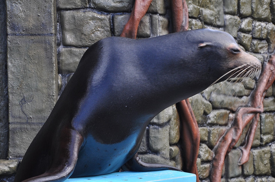 Water animal mammal
