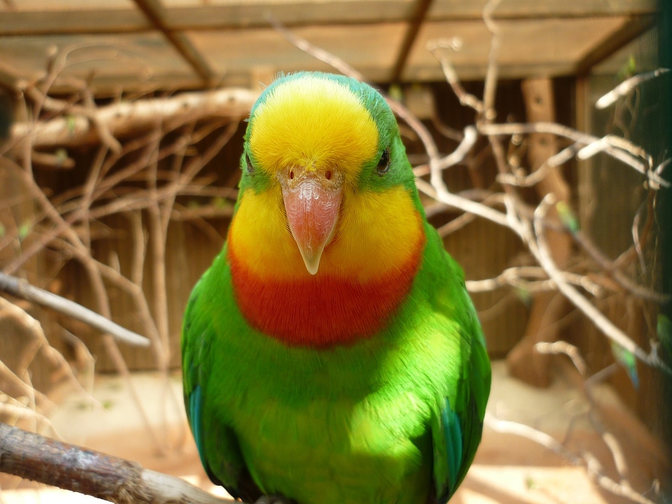 Captivity animals birds