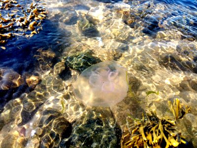 IMG 20190630 173431 Moon Jellyfish - River Taw - Home Farm Marsh Nature Reserve - Fremington - Devon - UK