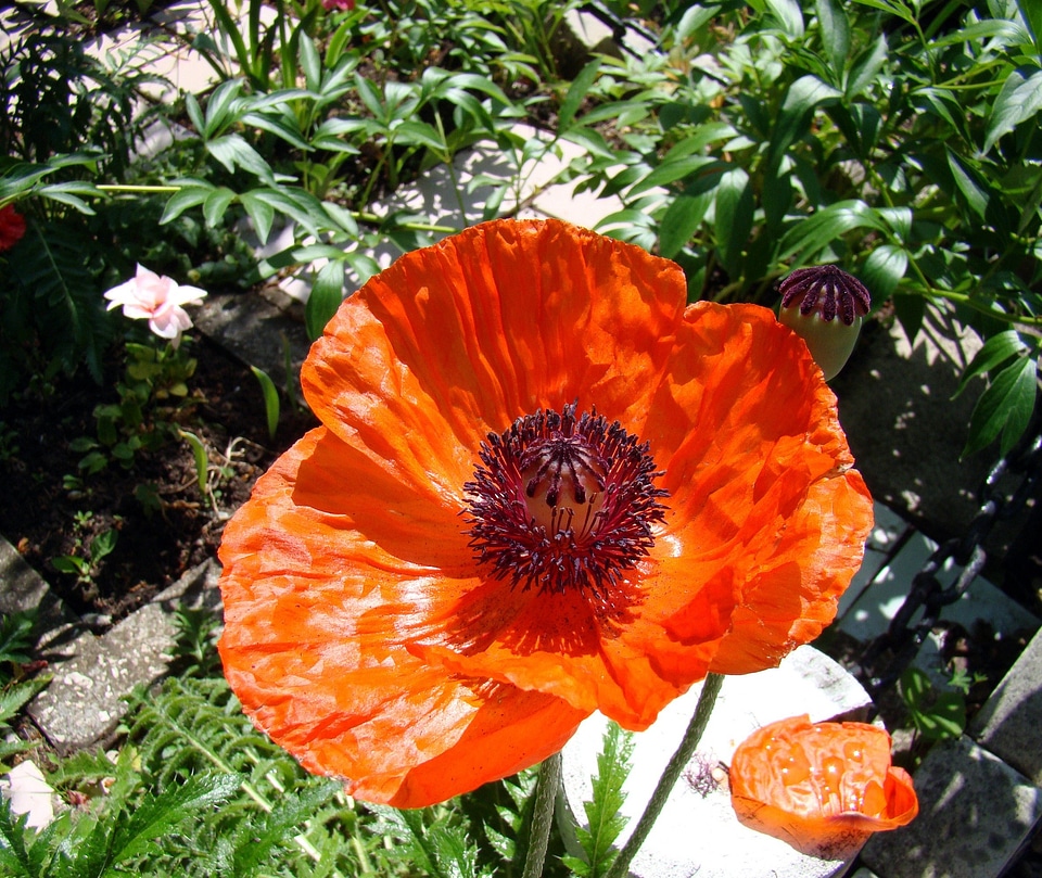 Stamens red summer